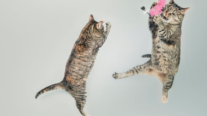 猫咪得了猫血会有什么症状,猫咪也会流鼻血吗