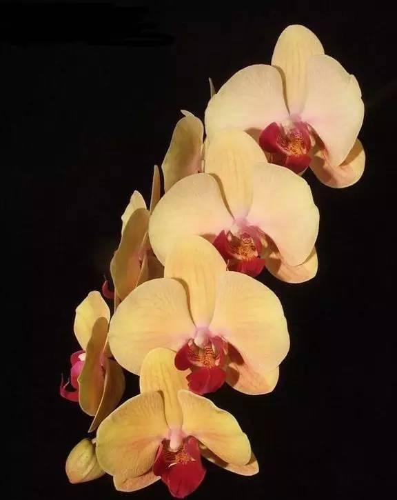 看芦头辨兰花种类,野生兰花种类图片