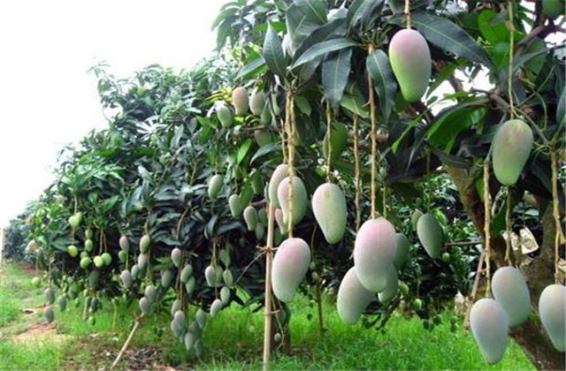 如何解决芒果树害虫,芒果主要虫害及防治方法