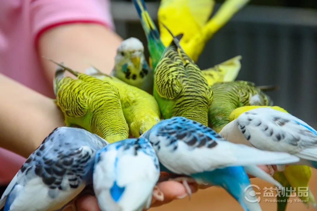 大连么么哒动物园 (大连小众动物园)