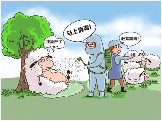 布鲁氏菌病如何预防,布鲁氏菌会导致身体抵抗力下降吗