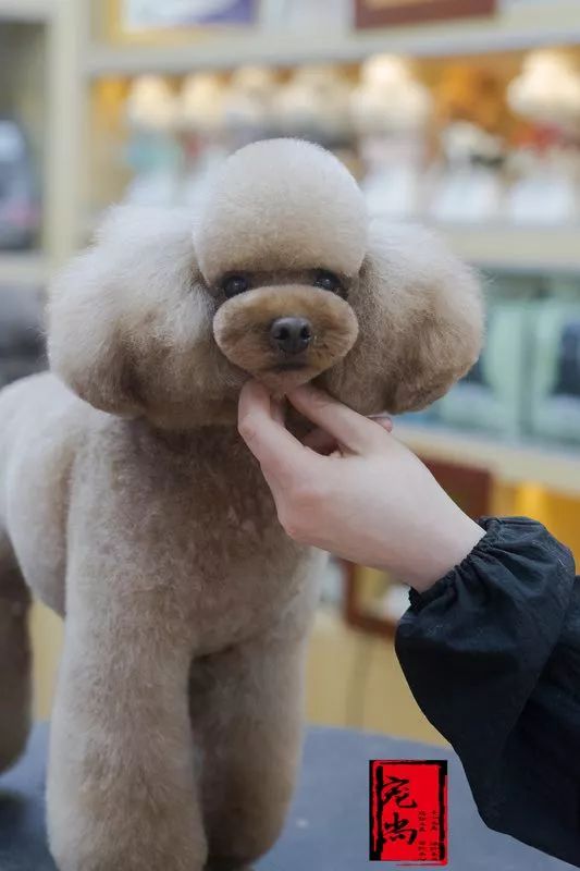 讲述宠物美容行业里拥有自己想要的人生