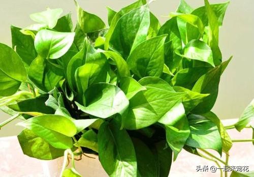绿萝千万别这么养，一养就黄叶招虫，学会这一招，绿的能流油！