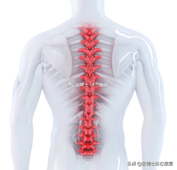 肩胛提肌是松解还是锻炼,运动康复肩胛