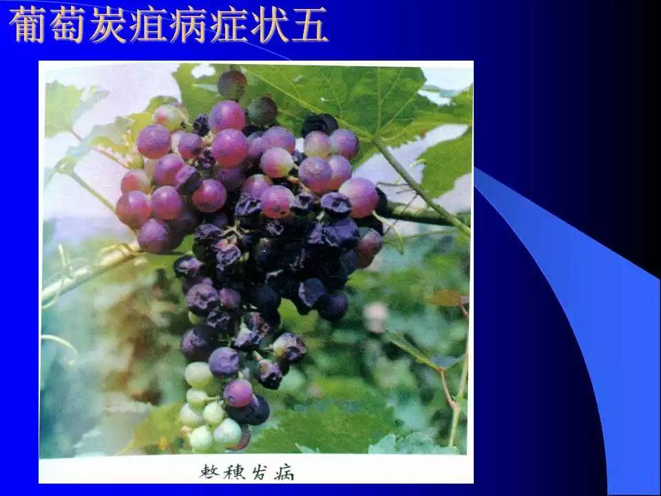 如何识别植物炭疽病和叶斑病,植物炭疽病的介绍