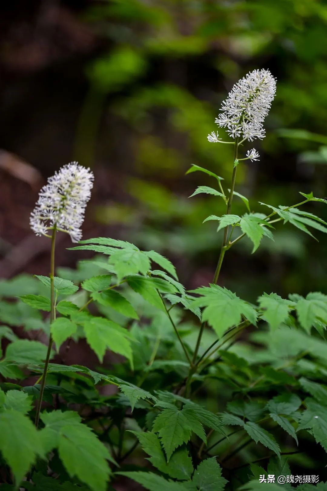 各个季节的野生兰花,北京百花山野生兰花图片