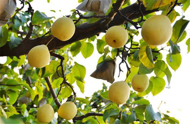 梨树病虫害防治有哪些方法,梨树的病虫防治方法有哪些