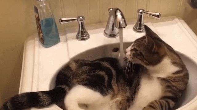 冬天给猫咪洗澡会不会感冒,猫咪冬天洗澡会感冒吗