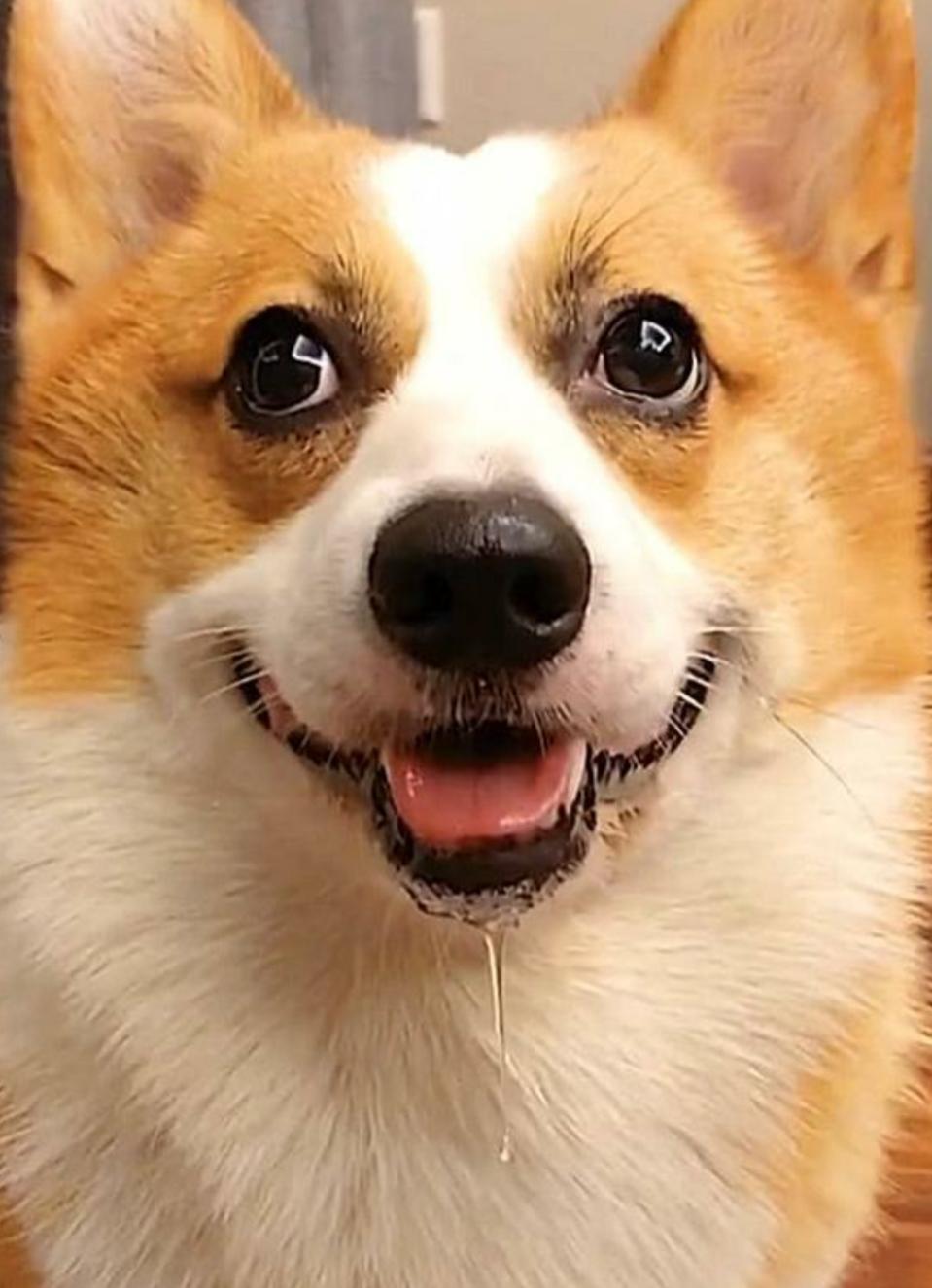 比熊犬总是呕吐黄粘液吃什么药,比熊犬毛被尿染黄了怎么办