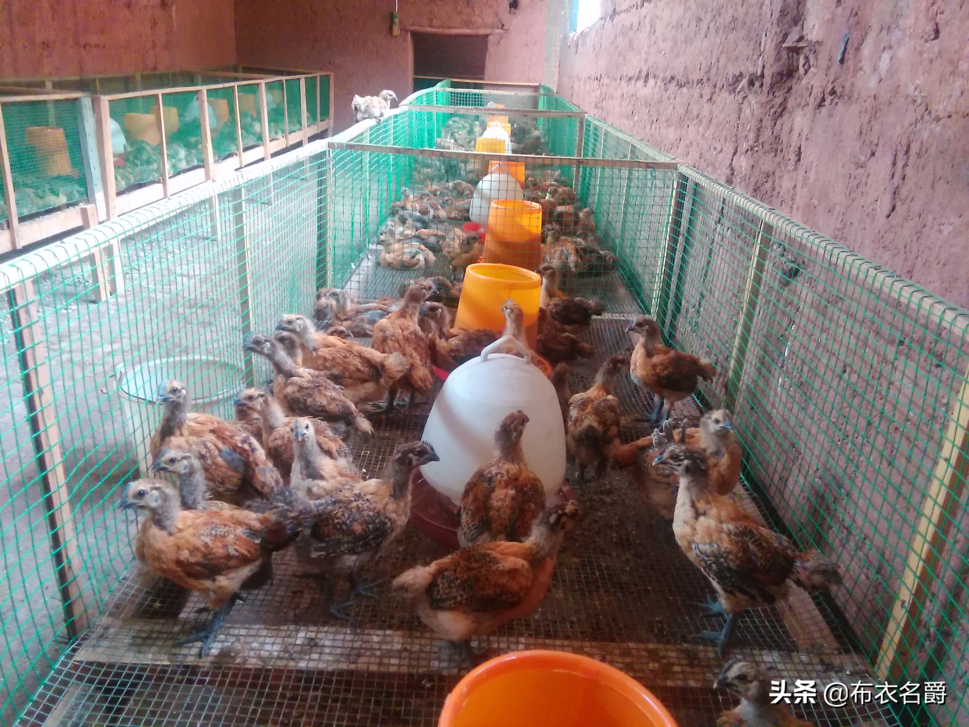 兽医牛病实用手册,犊牛腹泻体虚治疗方法