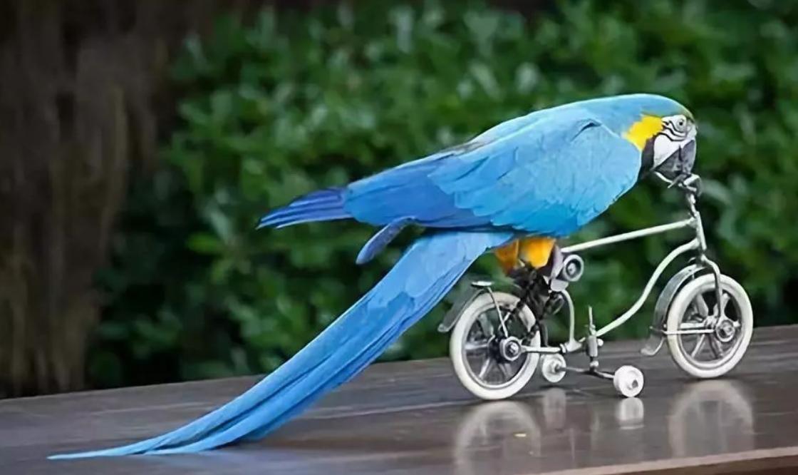 玄凤鹦鹉饲养管理,鹦鹉疾病治疗喂养训练