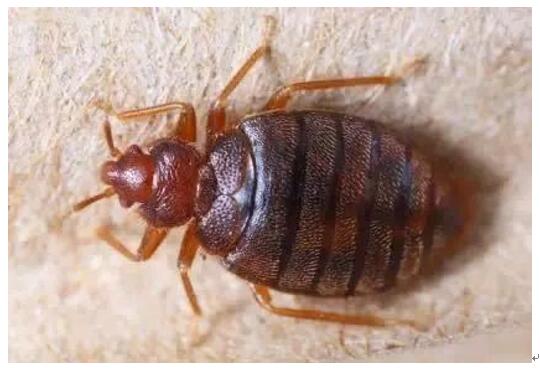 防蝇防鼠防蟑螂措施,如何防鼠防虫害