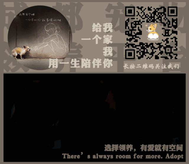 谁说土猫无名猫?快来围观古代猫谱,你家有没有镇宅神兽!