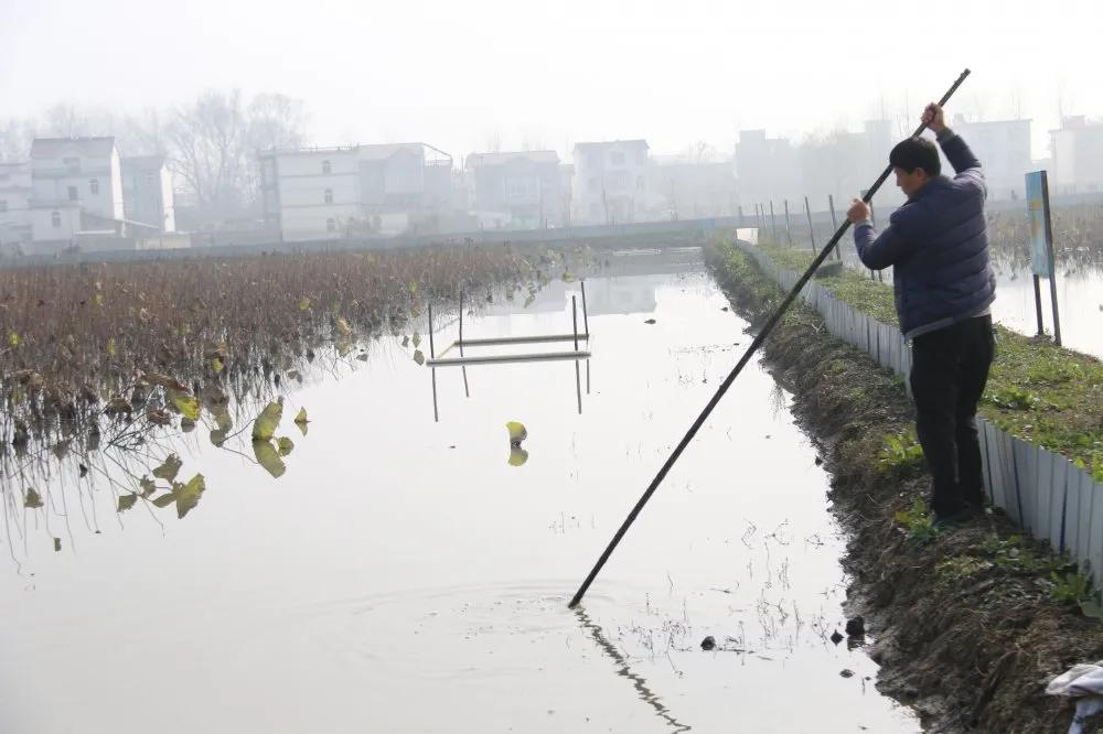 鳖养殖的方法有哪些,鳖养殖模式