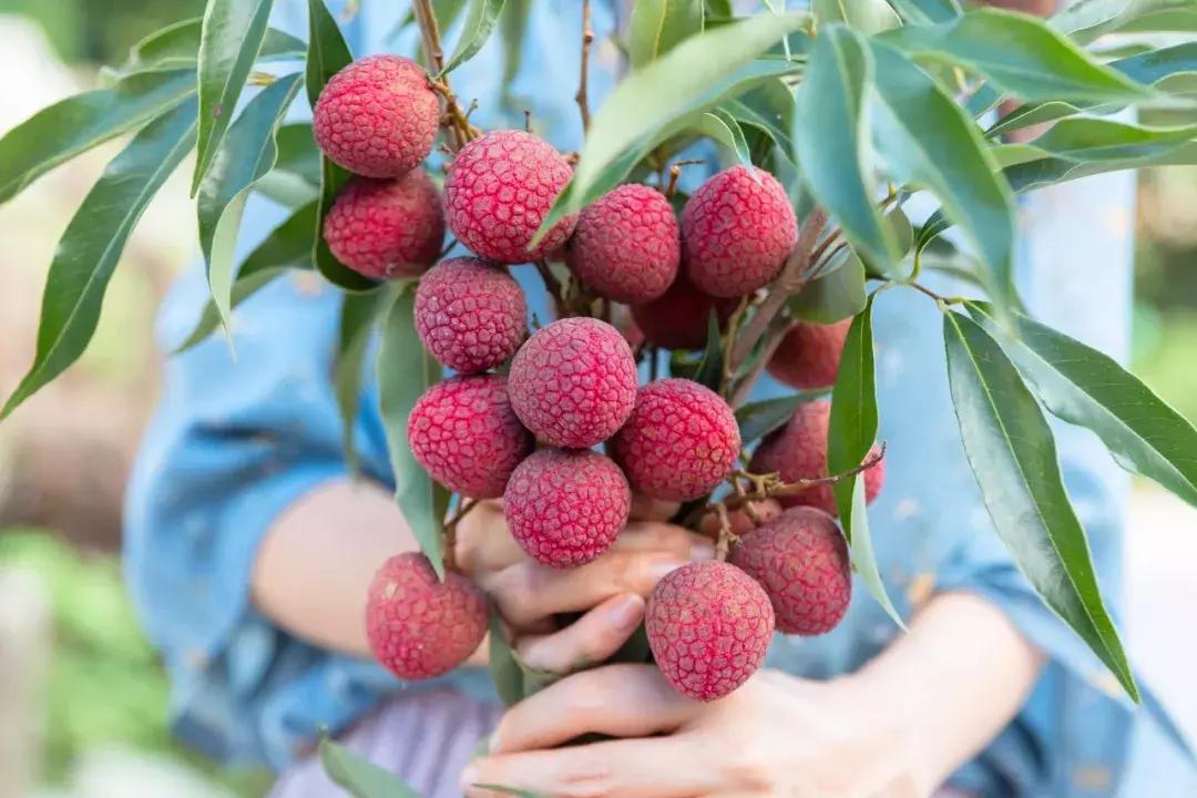 不相信眼泪的城市,深圳不相信眼泪抖音