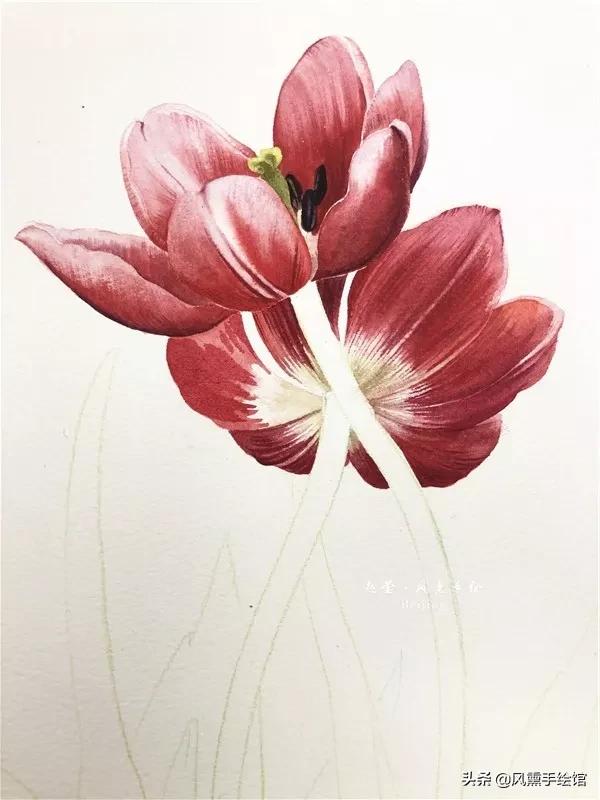 怎么用水彩笔画郁金香教程,粉色水彩郁金香怎么画图片