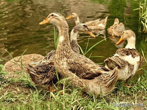 鸭虱病最佳治疗方法,鸭念珠菌病防治