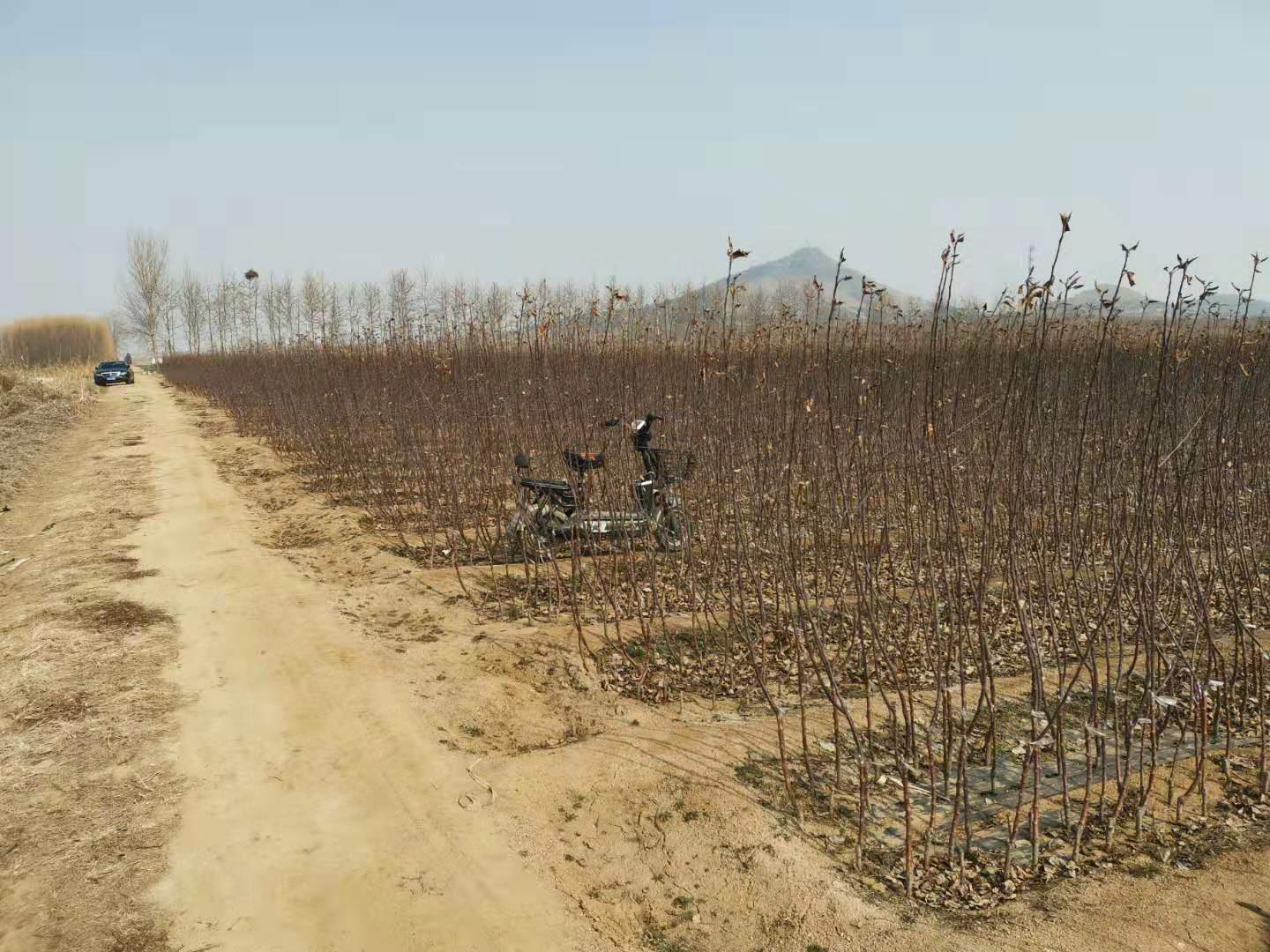 当年挂果山东烟台红富士苹果树苗,红富士苹果树苗芽变新品种介绍