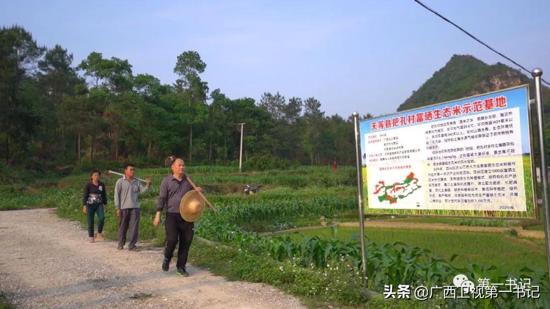 广西天等指天椒出名,广西天等指天辣椒种植