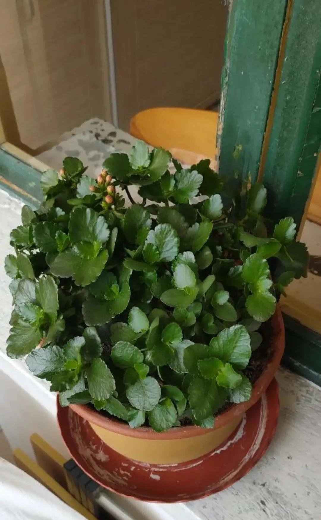 什么花休眠期最好养,养这五种花别随便浇水