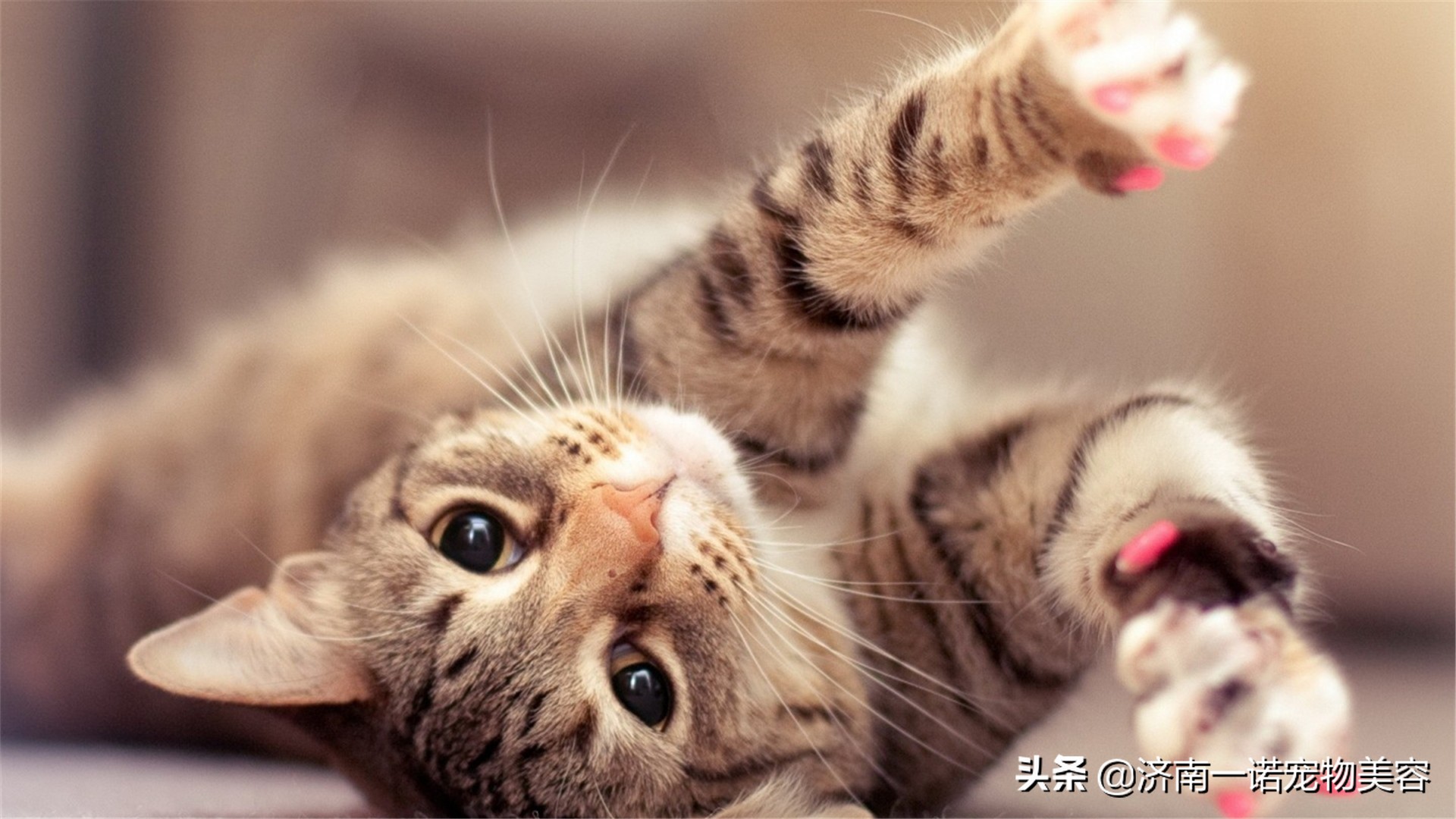 宠物驱虫哪些虫比较好,宠物驱虫驱出来的虫去哪了