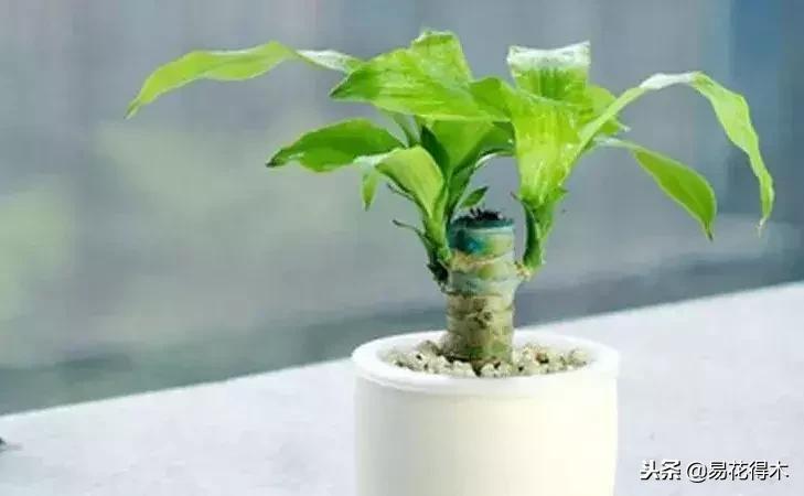 巴西木病虫害黄叶,盆栽巴西木四季水肥养护管理