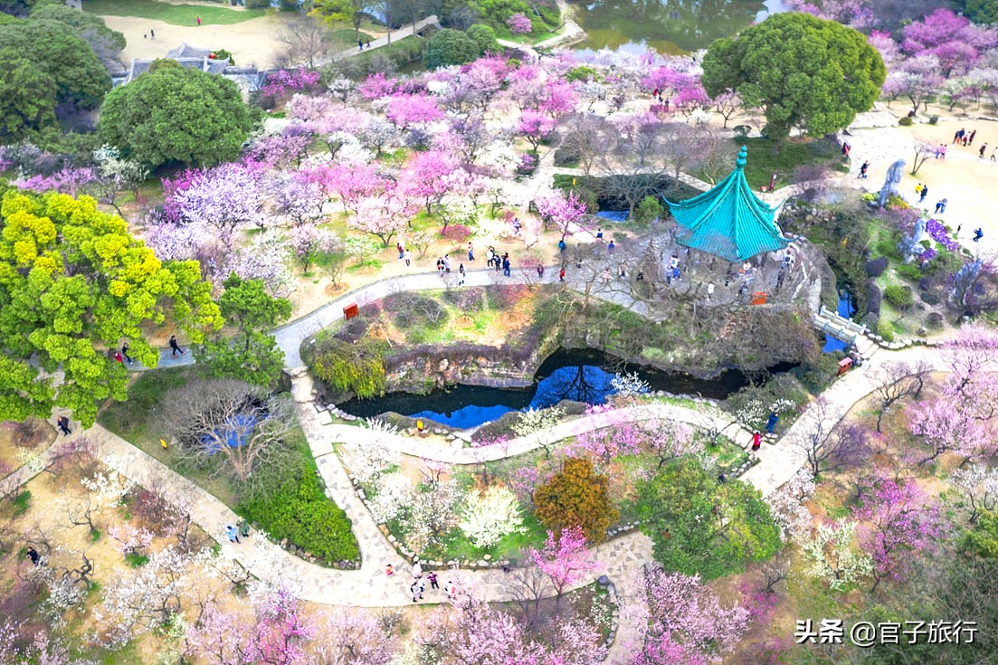 无锡梅园万紫千红约你来，三月梅花盛开，读懂坚韧不拔品质值千金