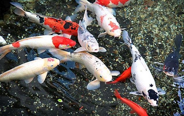 养鱼这么多年，是否还在为流量扬程排气量等困扰？