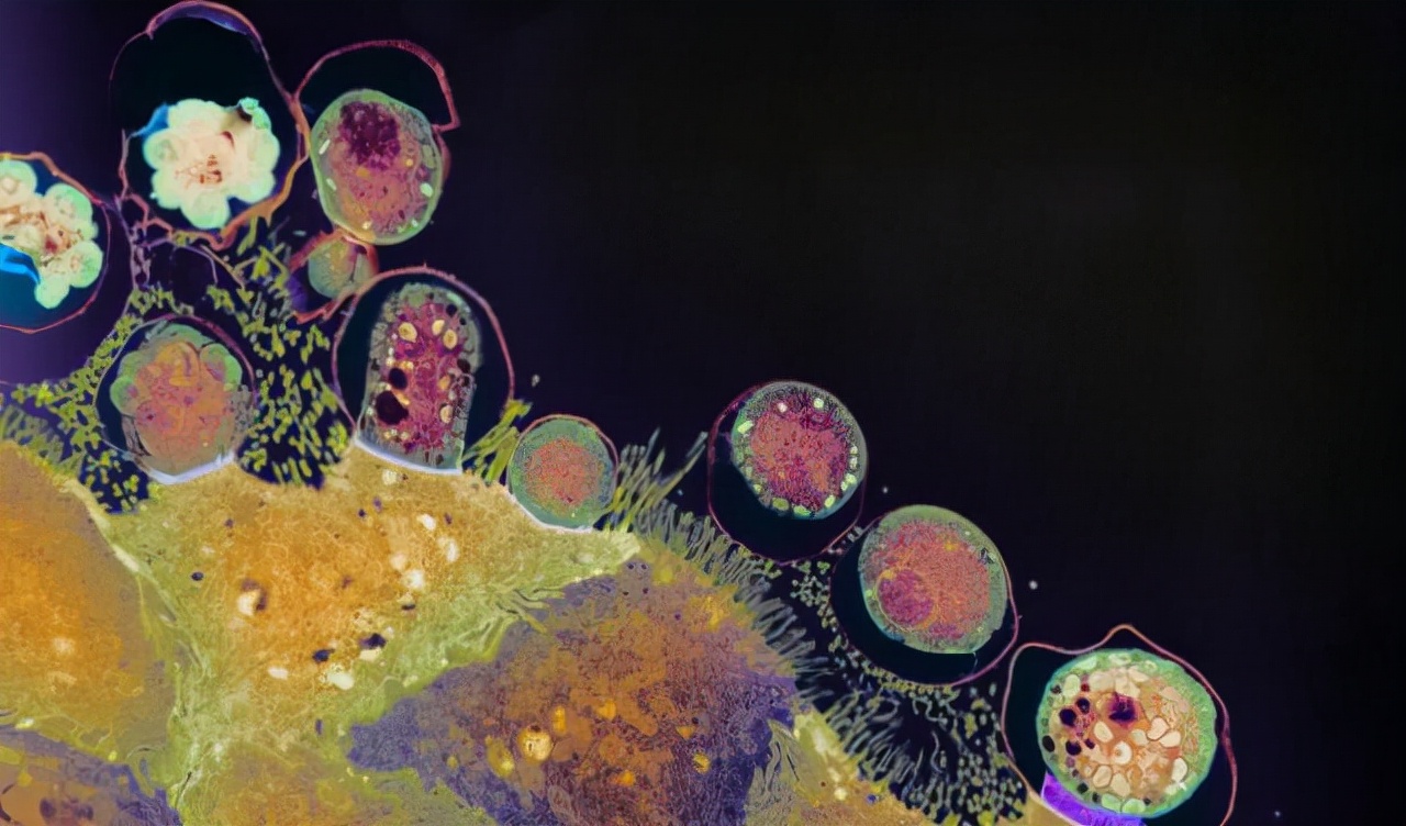 蛇为什么怕鹅主要原因是什么,蛇为什么畏惧大白鹅