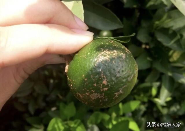 这个病害如果预防不到位,会对今年柑橘的产量和品质带来很大影响