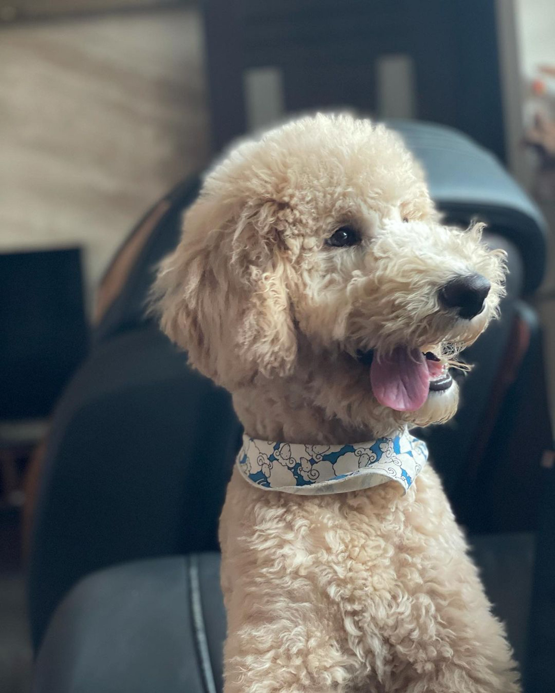 家里两只巨型贵宾犬,巨型贵宾犬发疯