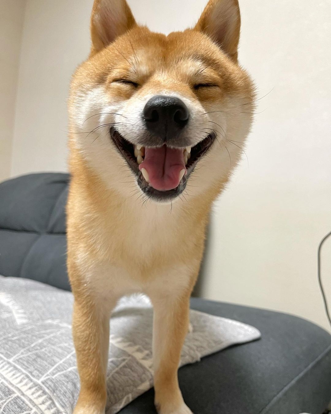 可爱呆萌治愈系的柴犬,柴犬超可爱照片