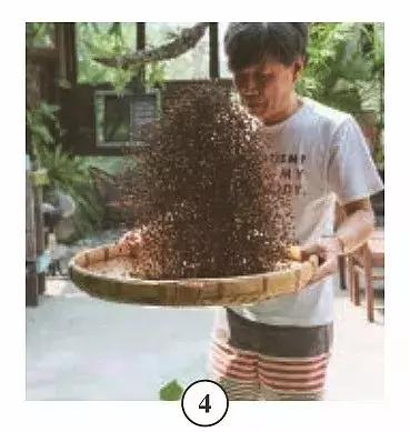 陶锅咖啡豆,陶锅烘焙咖啡豆