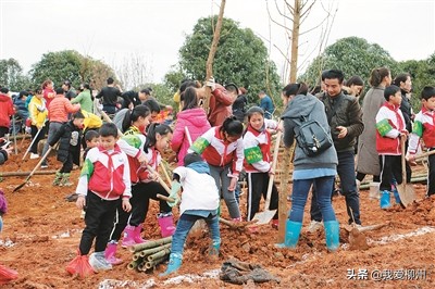 植树造林美龙城林下产业富百姓——市林业和园林局积极推进“花园城市”建设打造宜居宜业柳州侧记