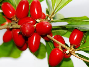 世界这么大你知道有几种水果吗,世界上都有哪些可以吃的水果