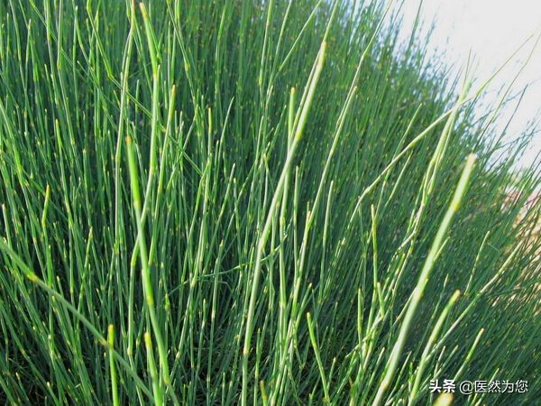 无汗用麻黄有汗用桂枝,麻黄有汗用还是无汗用