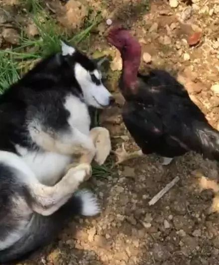 什么狗能打得过二哈,一群狗打二哈吓腿软