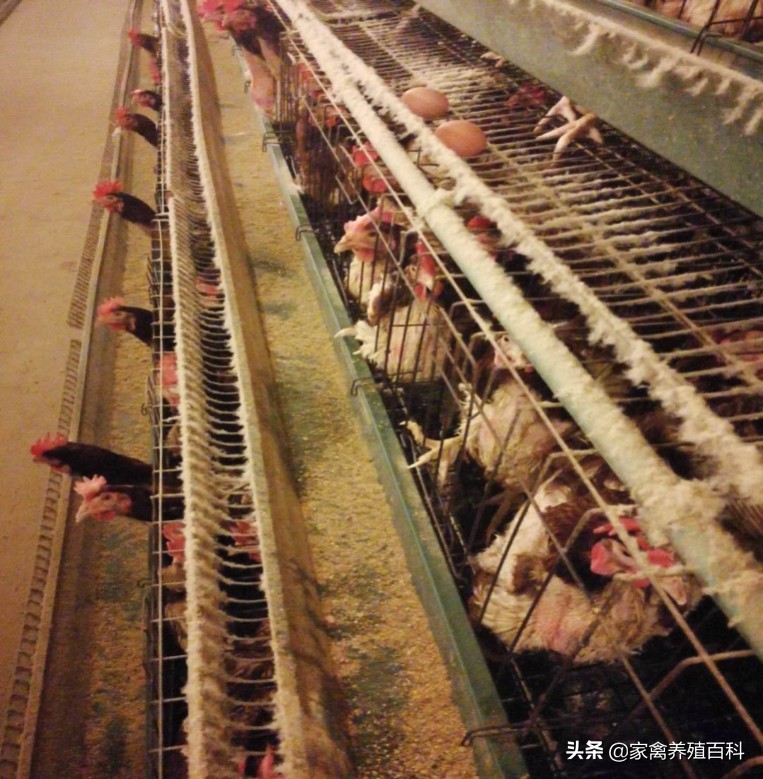 蛋鸡易发病的诊治,蛋鸡霉菌的种类