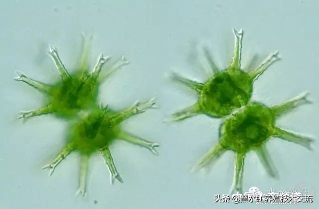 水产藻类大全图片,水产藻类知识大全