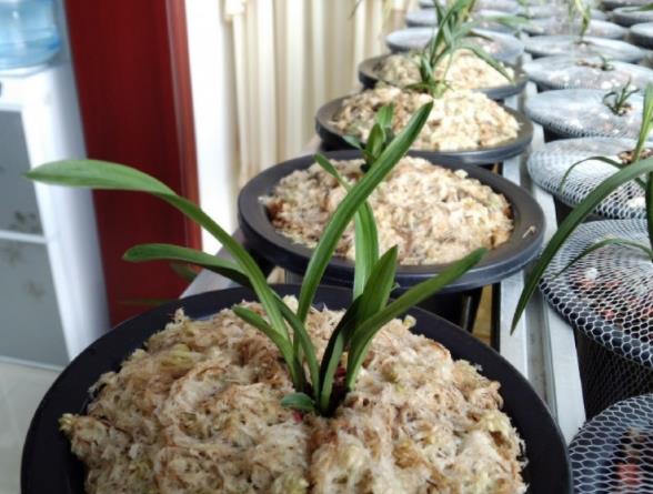 蕙兰莲瓣兰春剑的关系,春兰春剑和蕙兰哪个名贵