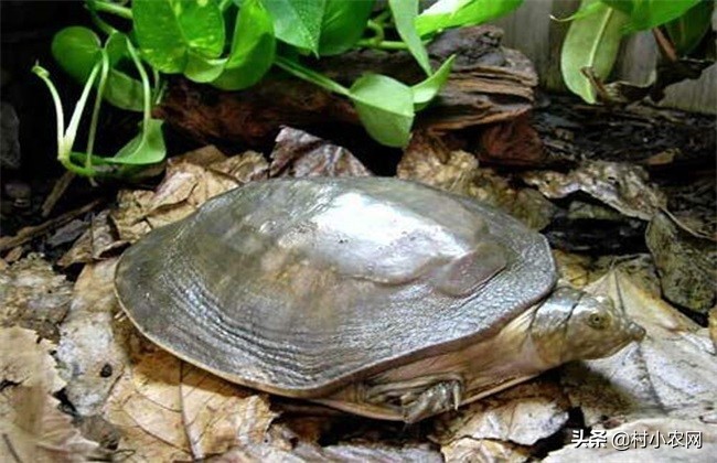 养殖甲鱼的营养价值及功效与禁忌,菜市场养殖的甲鱼有营养价值吗