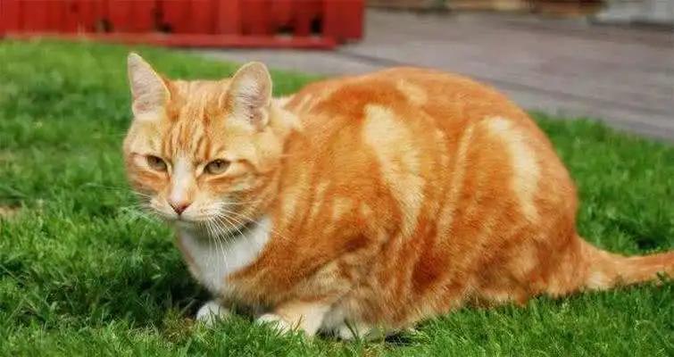 原来橘猫是从小就开始胖了,橘猫为什么可以长那么胖