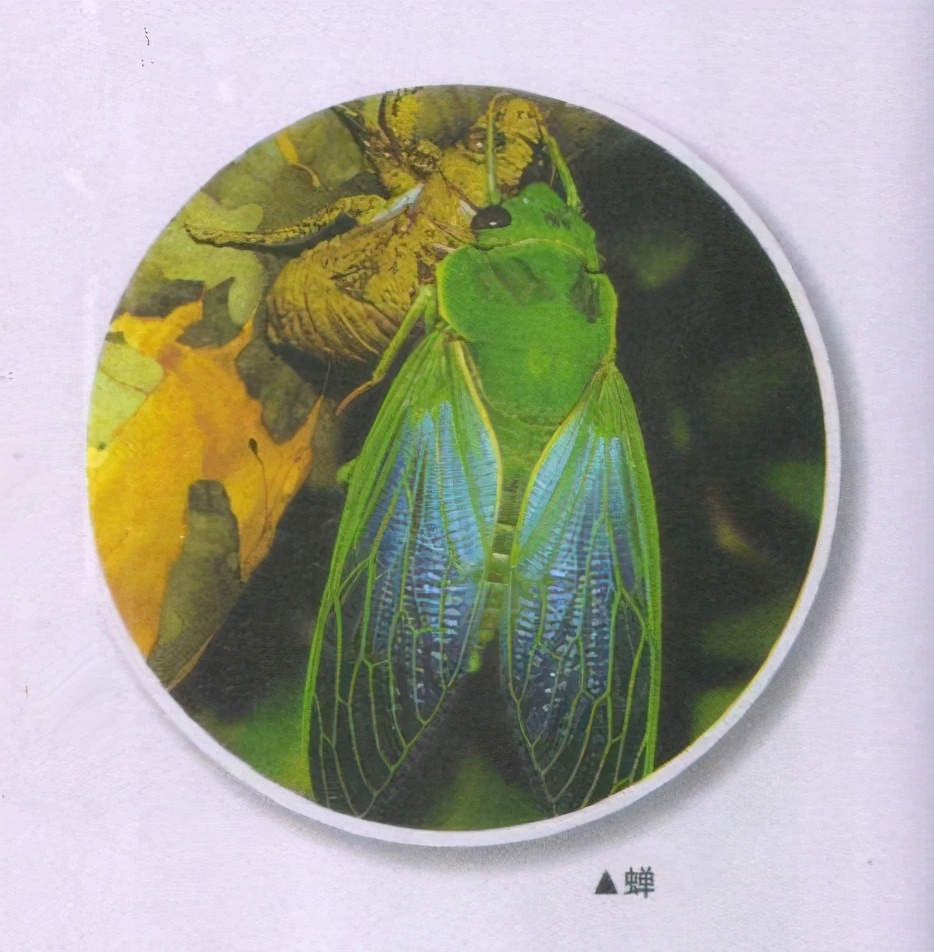 昆虫样子特点,昆虫视觉是什么样的