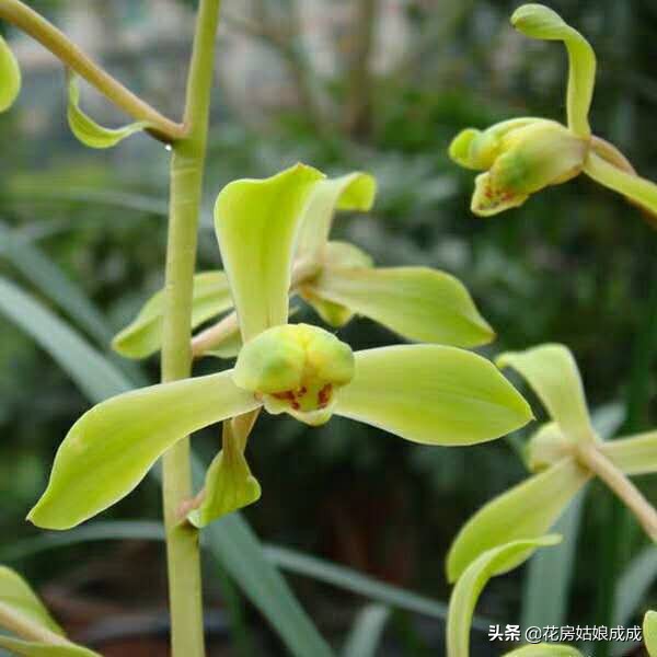 养兰花用深的盆好还是用浅的盆好,现在兰花能换盆么是浅种还是深种