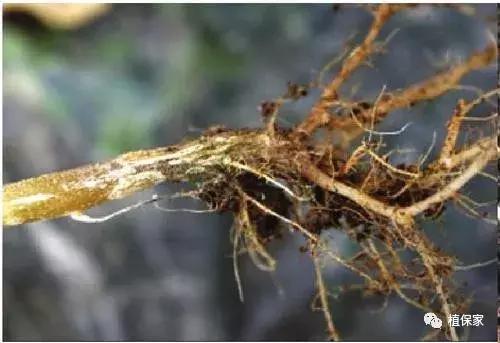 根腐病最好的解决方法,黄瓜茎基根腐病的治疗方法