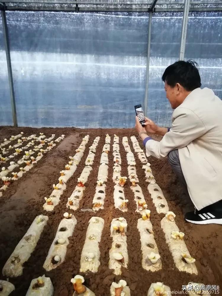 赴一场春日的邀约,五月赴一场与槐花的约会