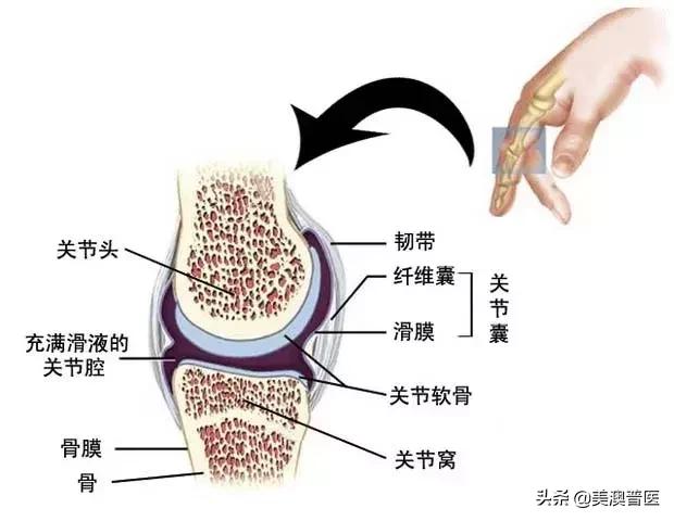 魏则西细胞疗法,魏则西滑膜肉瘤原发部位在哪