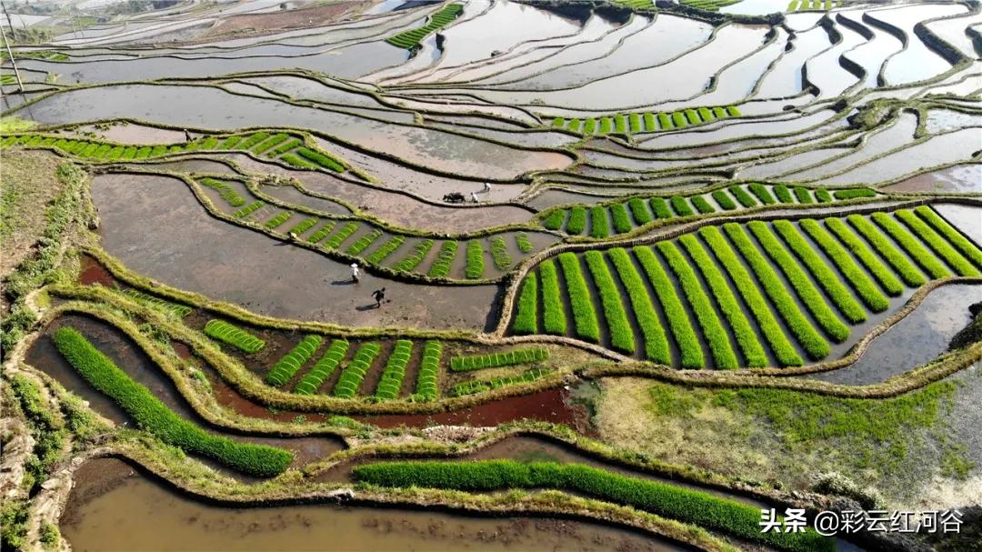 乡村振兴网络评论标题,关于乡村振兴的时事评论