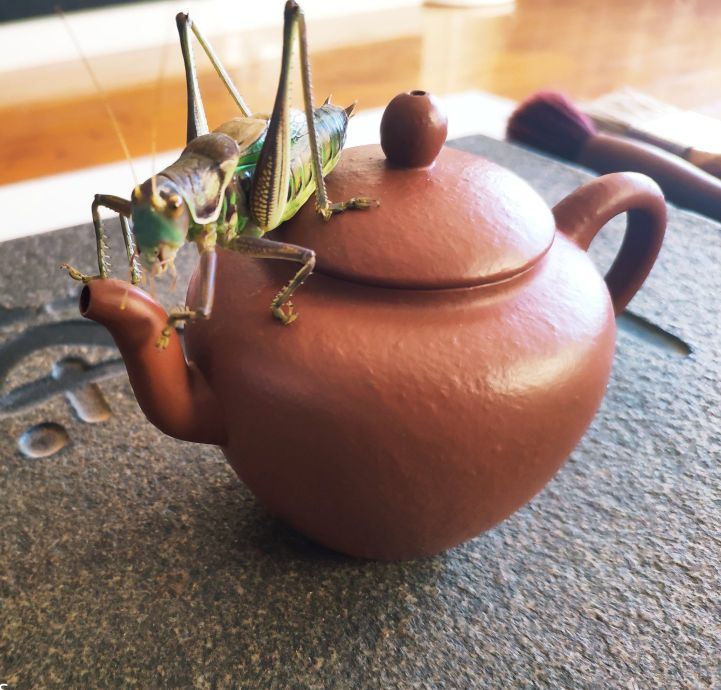 蝈蝈饲养从什么时候开始,蝈蝈的饲养条件