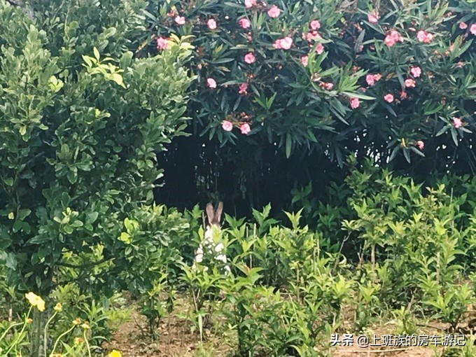 花鸟岛和枸杞岛攻略,海花岛攻略带你玩转海花岛